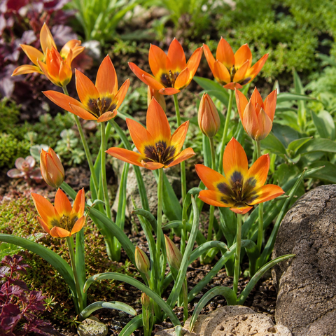 Taylors Species Little Princess Tulip Bulbs – 12pck
