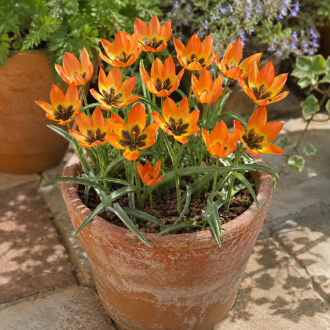 Taylors Species Little Princess Tulip Bulbs – 12pck