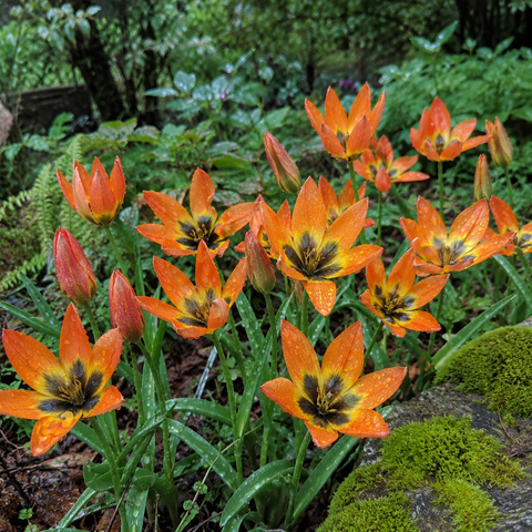 Taylors Species Little Princess Tulip Bulbs – 12pck