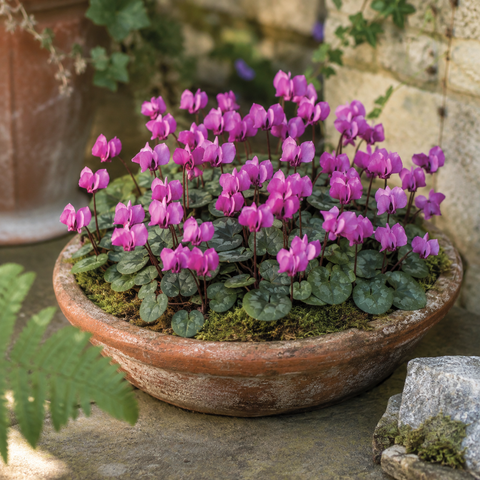 Taylors Bulbs Coum Cyclamen Bulbs – 2pck