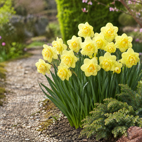 Taylors Bulbs Yellow Cheerfulness Narcissus Bulbs – 6pck