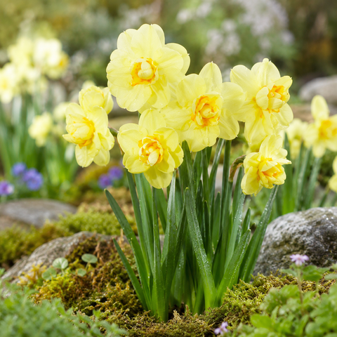 Taylors Bulbs Yellow Cheerfulness Narcissus Bulbs – 6pck