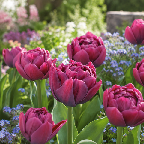 Taylors Bulbs Double Alison Bradley Tulip Bulbs –  6pck