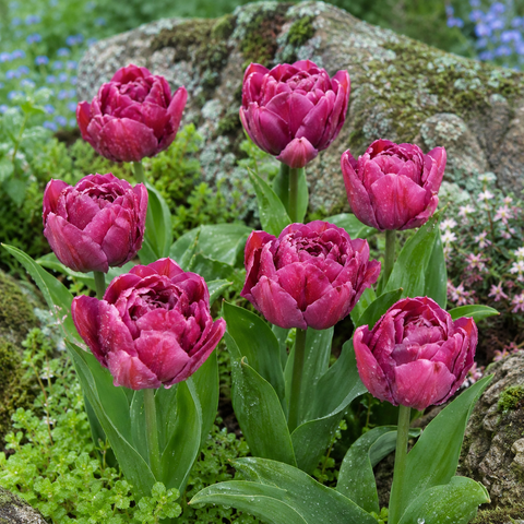 Taylors Bulbs Double Alison Bradley Tulip Bulbs –  6pck