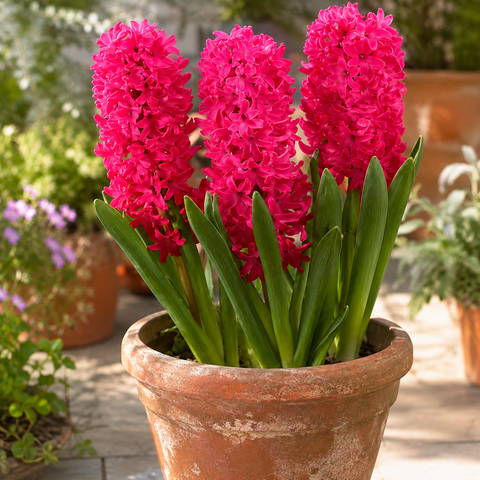Taylors Indoor Jan Bos Hyacinth Bulbs – 3pck