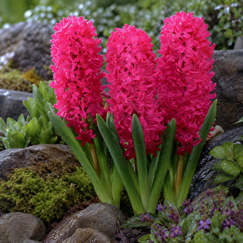 Taylors Indoor Jan Bos Hyacinth Bulbs – 3pck