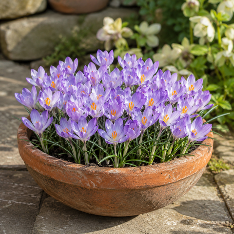 Taylors Bulbs species Etruscus Zwaneburg Crocus Bulbs – 15pck