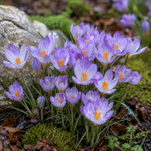 Taylors Bulbs species Etruscus Zwaneburg Crocus Bulbs – 15pck