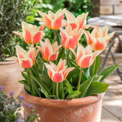 Taylors Bulbs Dwarf Quebec Tulip Bulbs – 9pck