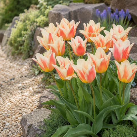 Taylors Bulbs Dwarf Quebec Tulip Bulbs – 9pck