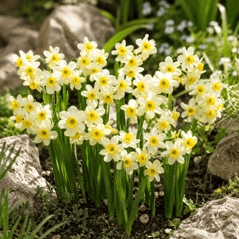 Prins Charming Minnow Narcissus Bulbs – 25pck
