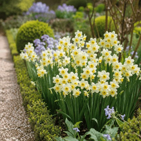 Prins Charming Minnow Narcissus Bulbs – 25pck