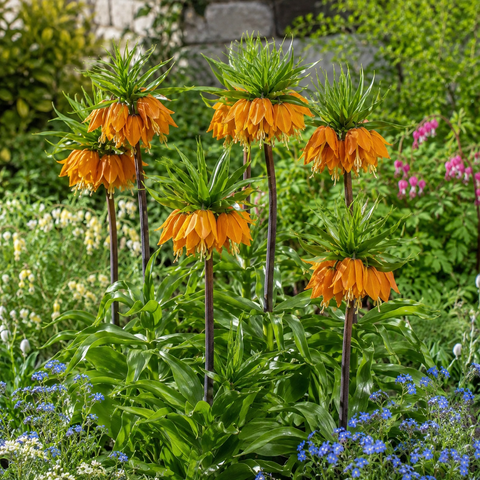 Prins Charming Imperialis Orange Fritillaria Bulbs – 1pp