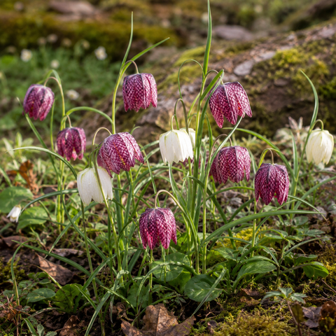Prins Charming Meleagris snakes Head Fritillaria Bulbs – 15pck