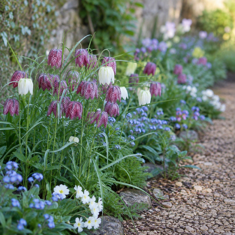 Prins Charming Meleagris snakes Head Fritillaria Bulbs – 15pck