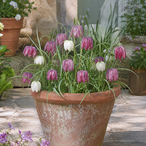 Prins Charming Meleagris snakes Head Fritillaria Bulbs – 15pck
