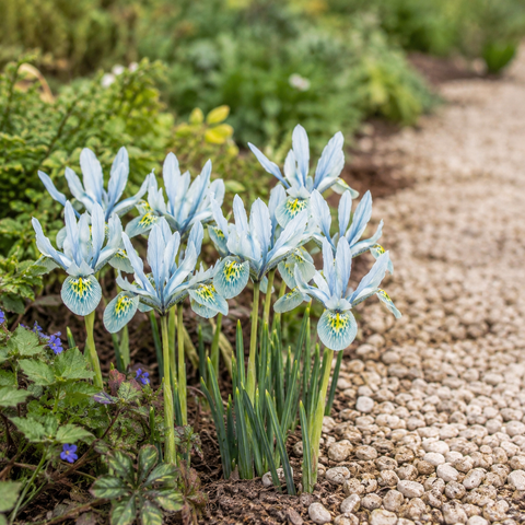 Prins Charming Dwarf Katharine Hodgkin Iris Bulbs – 20pck