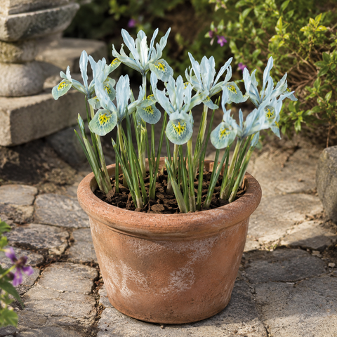 Prins Charming Dwarf Katharine Hodgkin Iris Bulbs – 20pck
