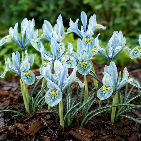Prins Charming Dwarf Katharine Hodgkin Iris Bulbs – 20pck