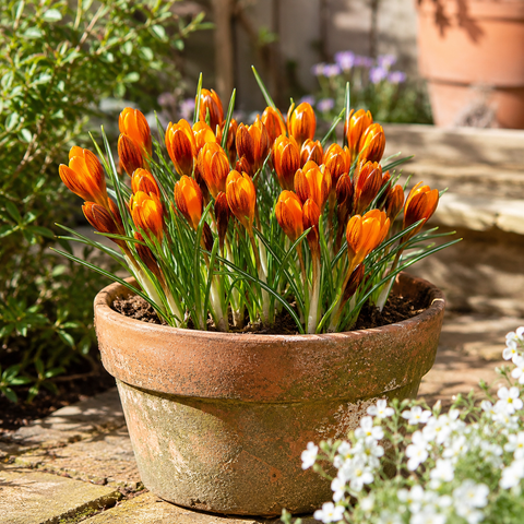 Prins Charming Species Orange Monarch Crocus Bulbs – 10pck
