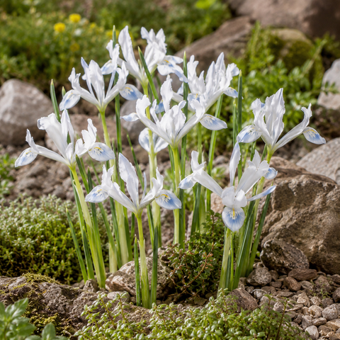 Prins Charming Dwarf Frozen Planet Iris Bulbs – 10pck