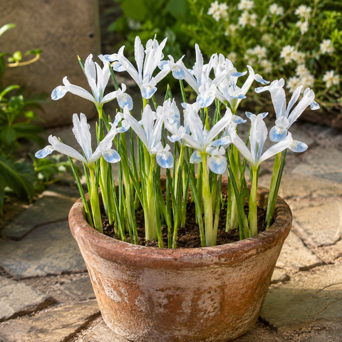 Prins Charming Dwarf Frozen Planet Iris Bulbs – 10pck