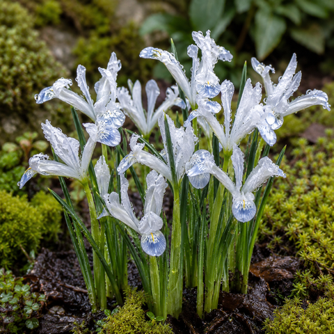 Prins Charming Dwarf Frozen Planet Iris Bulbs – 10pck