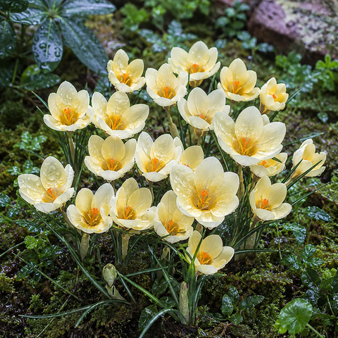 Prins Charming Species Cream Beaty Crocus Bulbs – 20pck