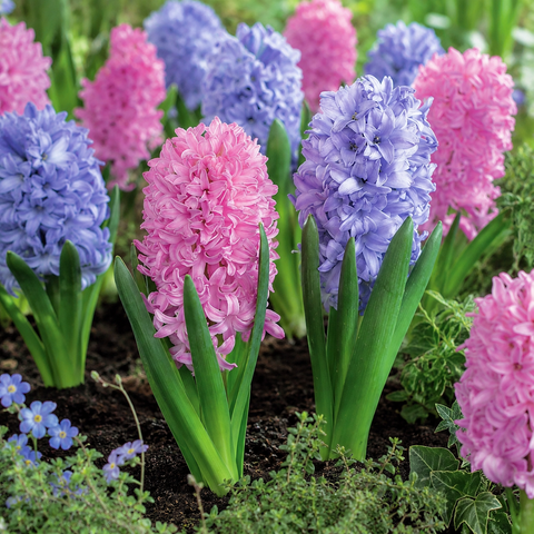 Prins Charming Spring Delight Pink/Blue Hyacinth Bulbs – 8pck