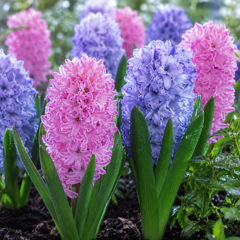 Prins Charming Spring Delight Pink/Blue Hyacinth Bulbs – 8pck