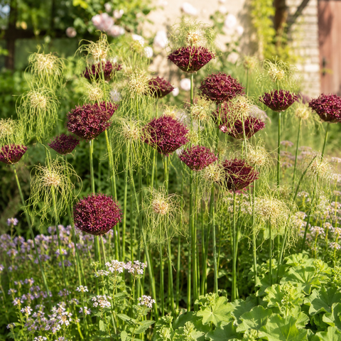 Prins Charming Special Mixed Allium Bulbs – 10pck
