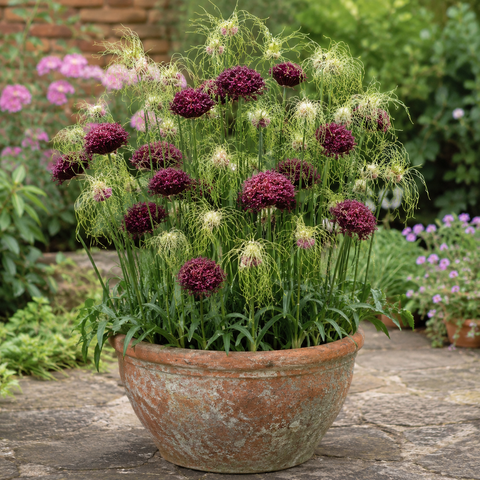 Prins Charming Special Mixed Allium Bulbs – 10pck