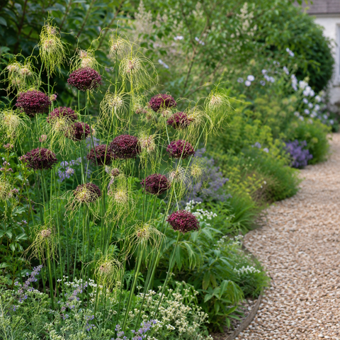 Prins Charming Special Mixed Allium Bulbs – 10pck