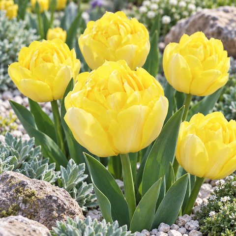 Taylors Bulbs Double Secret Perfume Tulip Bulbs – 6pck