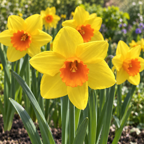 Taylors Bulbs Gentleman At Arms Narcissus Bulbs – 6pck