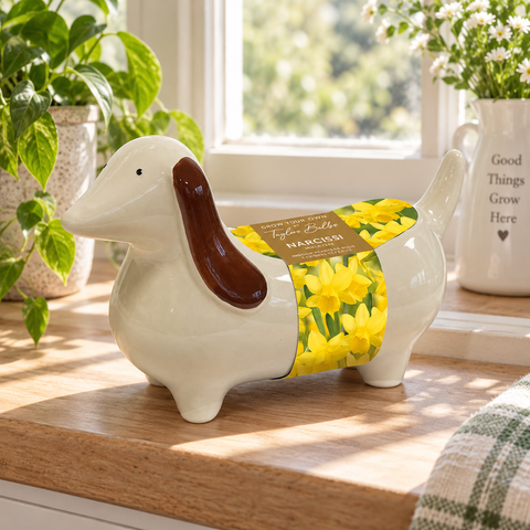 Taylors Bulbs Novelty Indoor Planter with Narcissus Tête-à-tête – 3 bulbs