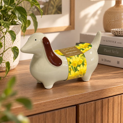 Taylors Bulbs Novelty Indoor Planter with Narcissus Tête-à-tête – 3 bulbs