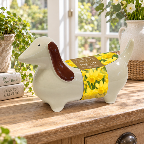 Taylors Bulbs Novelty Indoor Planter with Narcissus Tête-à-tête – 3 bulbs