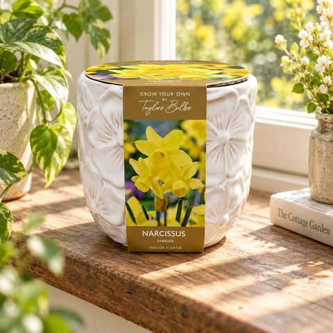 Taylors Bulbs Indoor Embossed Narcissi Planter – 5 bulbs