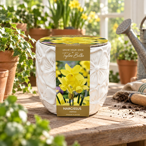 Taylors Bulbs Indoor Embossed Narcissi Planter – 5 bulbs