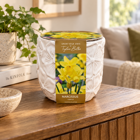 Taylors Bulbs Indoor Embossed Narcissi Planter – 5 bulbs