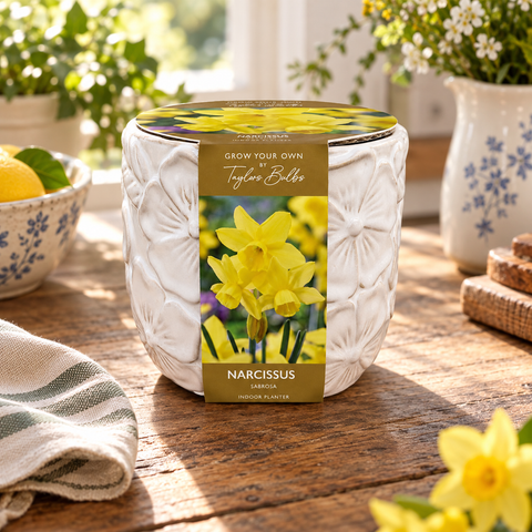 Taylors Bulbs Indoor Embossed Narcissi Planter – 5 bulbs