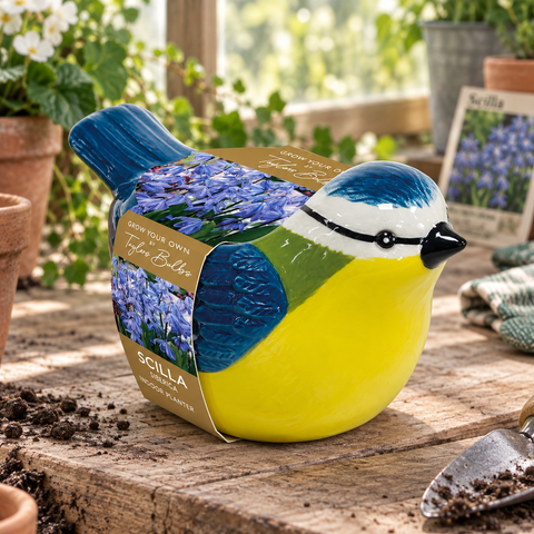 Taylors Bulbs Indoor Blue Tit Planter with Scilla siberica Bulbs – 5pck