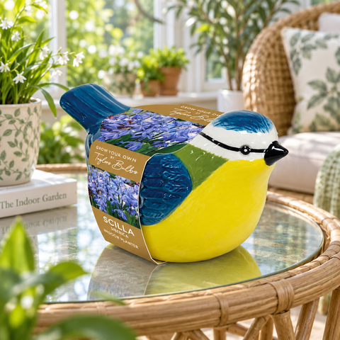 Taylors Bulbs Indoor Blue Tit Planter with Scilla siberica Bulbs – 5pck