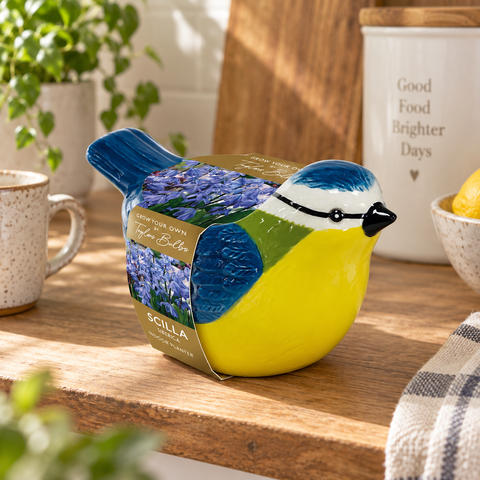 Taylors Bulbs Indoor Blue Tit Planter with Scilla siberica Bulbs – 5pck