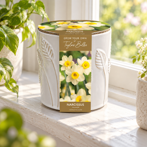 Taylors Bulbs EMB Ceramic Narcissus Planter Pot – Gifting Product