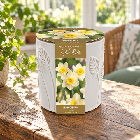 Taylors Bulbs EMB Ceramic Narcissus Planter Pot – Gifting Product