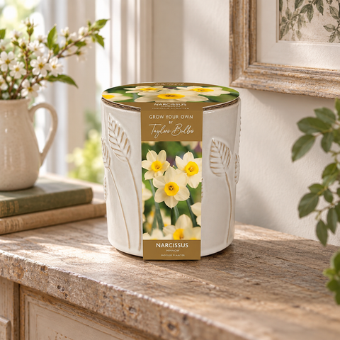 Taylors Bulbs EMB Ceramic Narcissus Planter Pot – Gifting Product