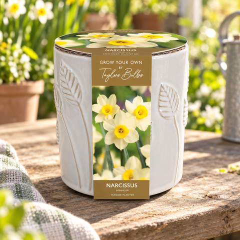 Taylors Bulbs EMB Ceramic Narcissus Planter Pot – Gifting Product