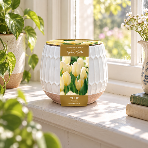 Taylors Bulbs Indoor Part Glazed Tulip Planter – Gift Pot